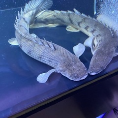 タンガニーカ　コンギグス　54± 値段交渉あり