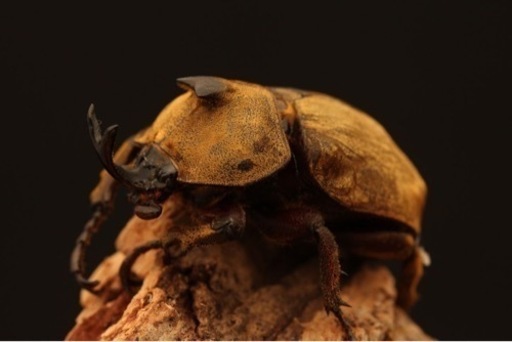 サビイロカブト幼虫20頭