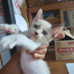 飼い主さんみつかりました！ありがとうございます。子猫（生後…