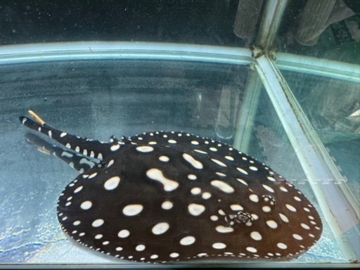 熱帯魚\n