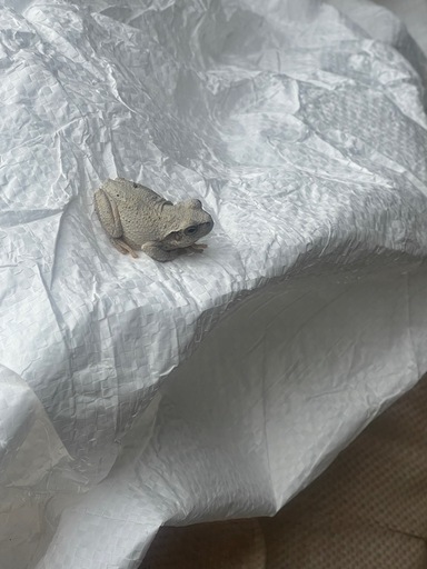 希少種！アルビノアマガエル