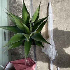 アガベ　特大モンタナ