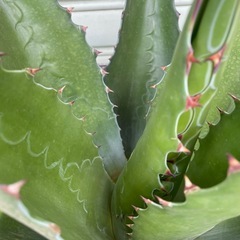 アガベ　特大モンタナ