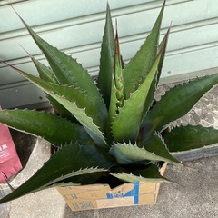 アガベ　特大モンタナ