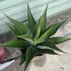 アガベ　特大モンタナ