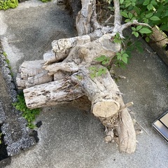 木の根 その他の中古が安い！激安で譲ります・無料であげます｜ジモティー 