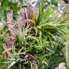 【Tillandsia】ionantha Costa Rica....