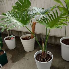 売約済み】[植物売ります] セローム