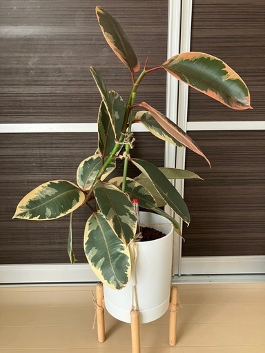 観葉植物　ハイドロカルチャー　フィカス ルビー
