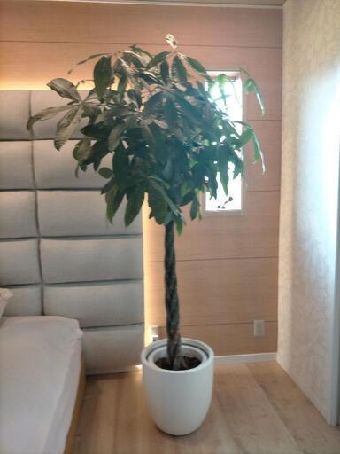 観葉植物　パキラ　インテリア