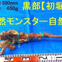 名水の里！黒部産【初堀り】赤土粘土の天然自然薯 ≒500mm≒650ｇ