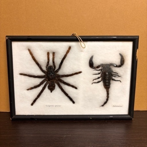s0925615 標本 タランチュラ サソリ 蜘蛛 スコーピオン 生物標本 昆虫標本 剥製 毒虫 アート 虫 コレクション 額縁 インテリア 中古品
