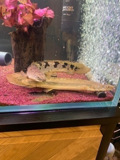 ラプラディ、デルヘッジ、アルビノセネガルス