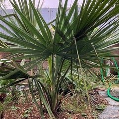 ミキナシサバルヤシ