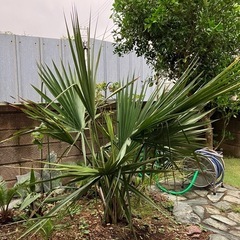 ミキナシサバルヤシ