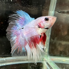 熱帯魚 飼育用品 色々あり 大量出品！ ジャンク扱い