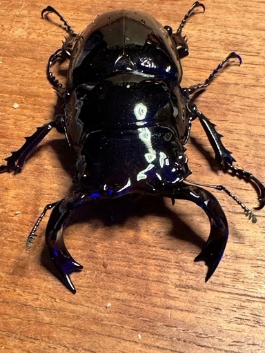 タランドゥスオオツヤクワガタ　新成虫ペア