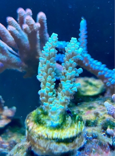 Acropora homewreckerウスエダミドリイシ