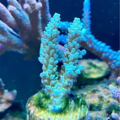 Acropora homewreckerウスエダミドリイシ