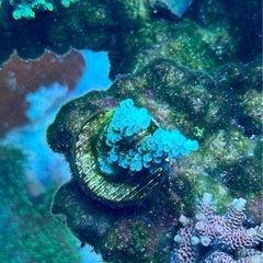 Acropora homewreckerウスエダミドリイシ