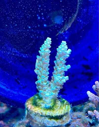 Acropora homewreckerウスエダミドリイシ