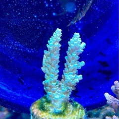 Acropora homewreckerウスエダミドリイシ