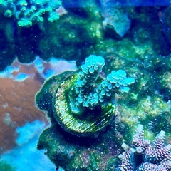 Acropora homewreckerウスエダミドリイシ