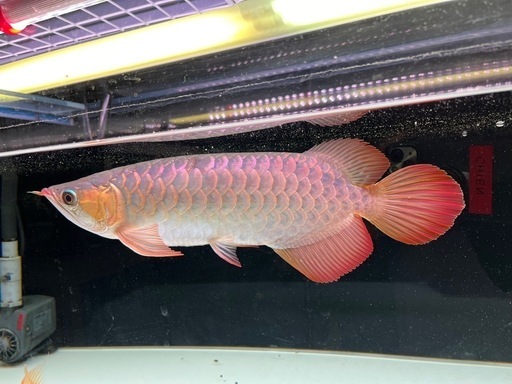 熱帯魚arowa sumo 40cm