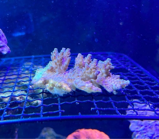 ミドリイシ　Acropora イエロー