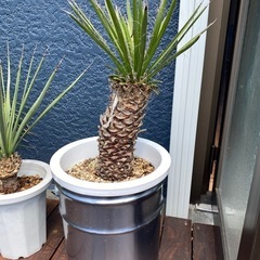 ユッカ・フィリフェラ