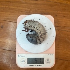 アクティオンゾウカブトの中古が安い！激安で譲ります・無料であげます  