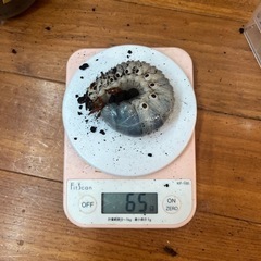 アクティオンゾウカブトの中古が安い！激安で譲ります・無料であげます  