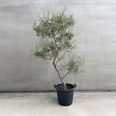 観葉植物 オリーブ ネバディロブランコ 175cm 