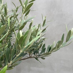 観葉植物 オリーブ ネバディロブランコ 175cm 