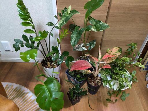 観葉植物 9種  ネガミエル