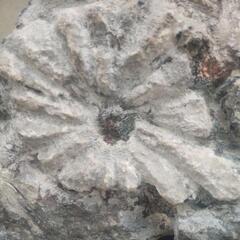 大花の菊花石！