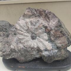 大花の菊花石！