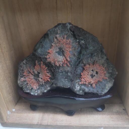 赤花の菊花石
