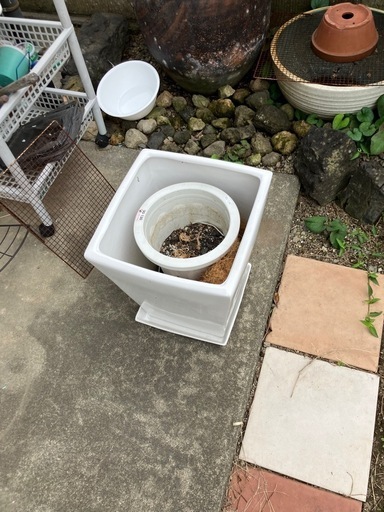 観葉植物の鉢