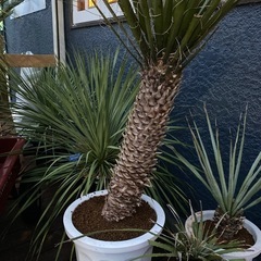 ユッカ・フィリフェラ
