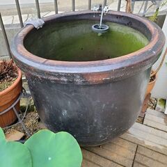 【高級品★重厚感ある水瓶&ビオトープセット】睡蓮などの水草ビオトープセット付き🌿(*^^*)水漏れなし!メダカビオトープに現役使用⭐アンティーク　レトロ