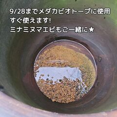 【高級品★重厚感ある水瓶&ビオトープセット】睡蓮などの水草ビオトープセット付き🌿(*^^*)水漏れなし!メダカビオトープに現役使用⭐アンティーク　レトロ