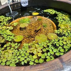 【高級品★重厚感ある水瓶&ビオトープセット】睡蓮などの水草ビオトープセット付き🌿(*^^*)水漏れなし!メダカビオトープに現役使用⭐アンティーク　レトロ