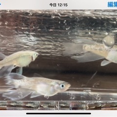 星河の中古が安い！激安で譲ります・無料であげます｜ジモティー