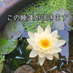 【高級品★重厚感ある水瓶&ビオトープセット】睡蓮などの水草ビオトープセット付き🌿(*^^*)水漏れなし!メダカビオトープに現役使用⭐アンティーク　レトロ