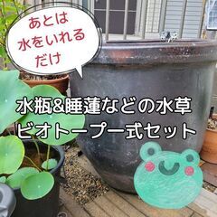 【高級品★重厚感ある水瓶&ビオトープセット】睡蓮などの水草ビオトープセット付き🌿(*^^*)水漏れなし!メダカビオトープに現役使用⭐アンティーク　レトロ