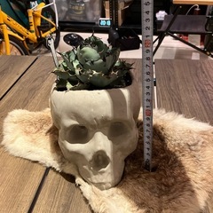 アガベ ブラックアンドブルー スカル鉢付き