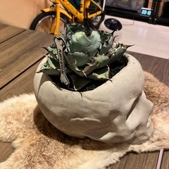 アガベ ブラックアンドブルー スカル鉢付き