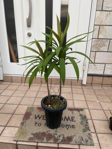 ドラセナ2  　2本立ち　観葉植物