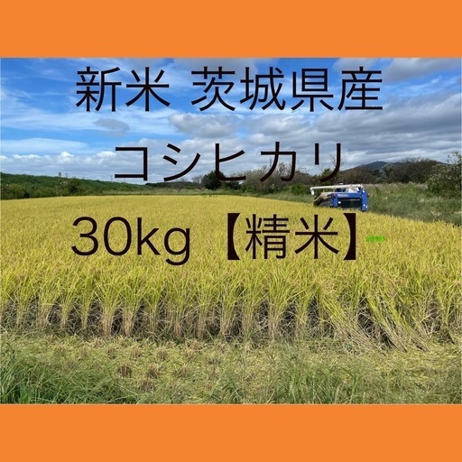 【令和６年】茨城県産コシヒカリ 30kg（精米）⑤